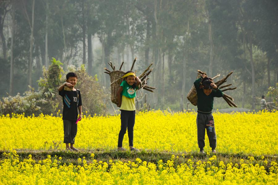 Overview of mustard oil