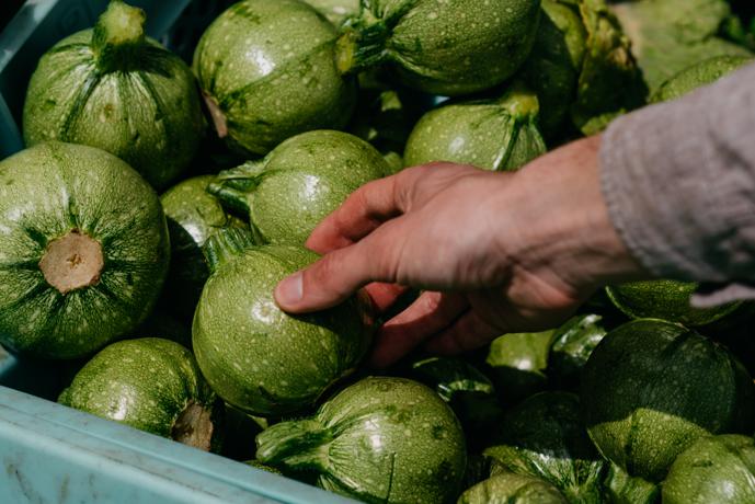 Tips for choosing the best zucchini for baking