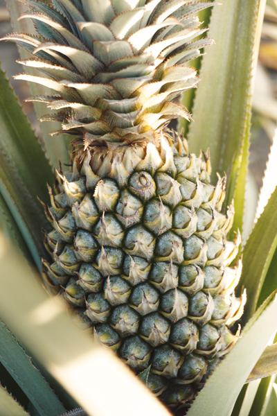 Tips for growing and storing pineapple peels