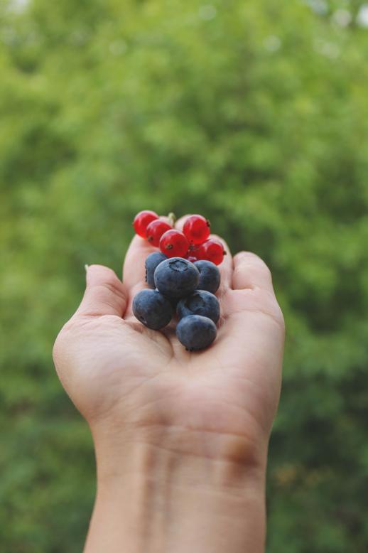 Types of black currants