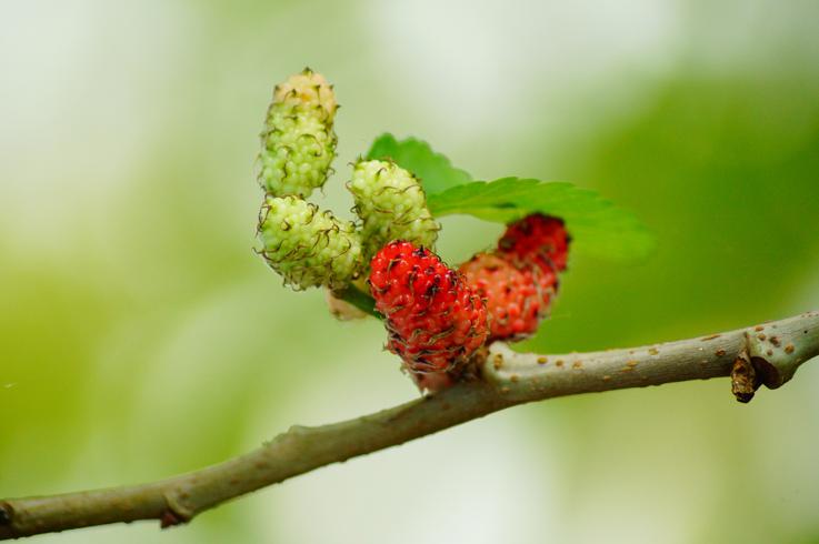 What are mulberries
