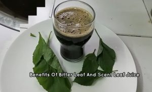 Scent Leaf For Weight Loss Detox With Scent Leaf