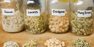 Nutritional Yeast Sprouts